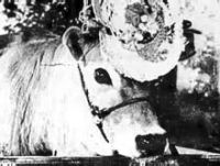 Calamity the Cow (1967)