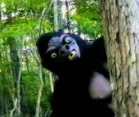 Search for the Beast (1997)