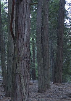 Nightfall (2011)