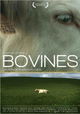 Bovines