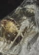 Dead Girl on Film