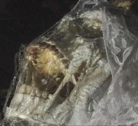 Dead Girl on Film (2000)
