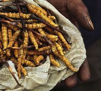 Himalayan Gold Rush (2011)