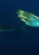 Great White Shark: Beyond the Cage of Fear