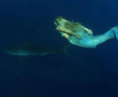 Great White Shark: Beyond the Cage of Fear (2013)