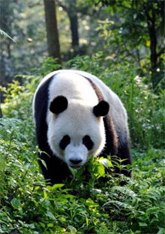 Pandas: The Journey Home (2014)