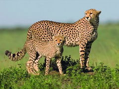 Cheetah Story (1999)