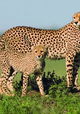 Cheetah Story