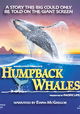 Humpback Whales