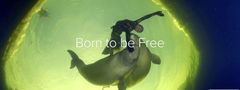 Born to Be Free (2016)