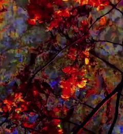 Traces of Garden (2016)