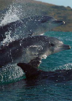 Oceans: Our Blue Planet (2018)
