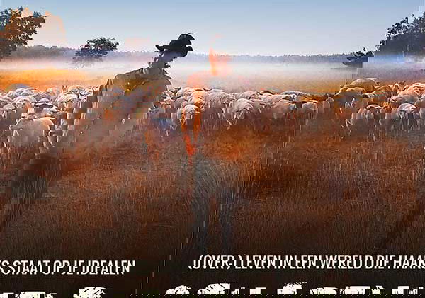 Beste Romantische Films 2019 op NPO Start &amp; Plus (november 2025)