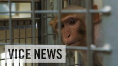 Inside the Monkey Lab (2015)