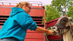 The Incredible Dr. Pol: Blue Ribbon Kids (2016)