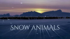 Snow Animals (2019)