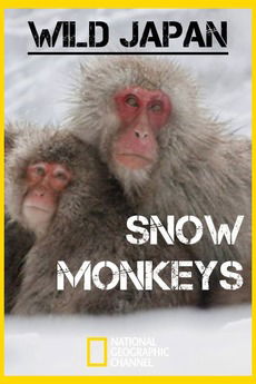 Wild Japan: Snow Monkeys