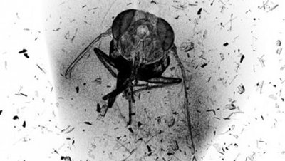 The Death of an Insect