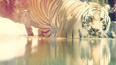 Big Cat Games