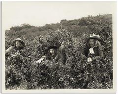 Goofs and Saddles (1937)