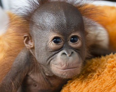 Red de Orang Oetan