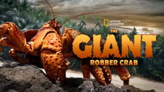 The Giant Robber Crab (2019)