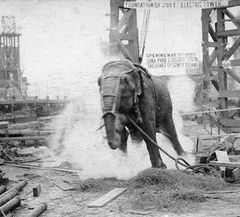 Electrocuting an Elephant (1903)