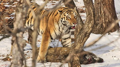 Big Five Asien - Der Amurtiger