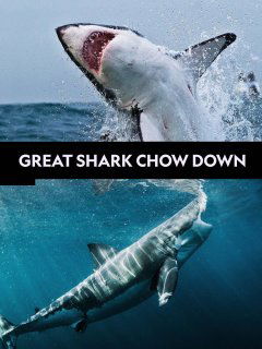 Great Shark Chow Down