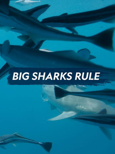 Big Sharks Rule