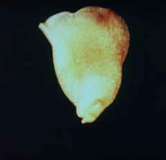 Acéra ou Le bal des sorcières (1972)