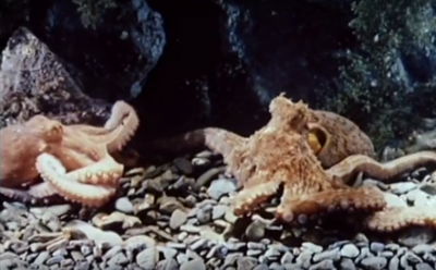 Les amours de la pieuvre