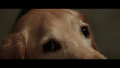 Beautiful Dogs