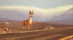 Caminandes: Llama Drama (2014)