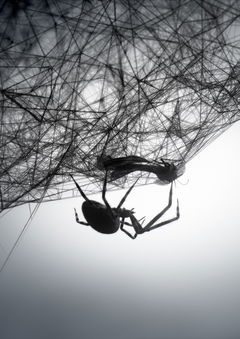 Loom (2010)