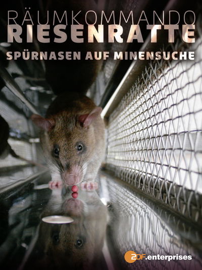Räumungskommando Riesenratte - Spürnasen auf Minensuche