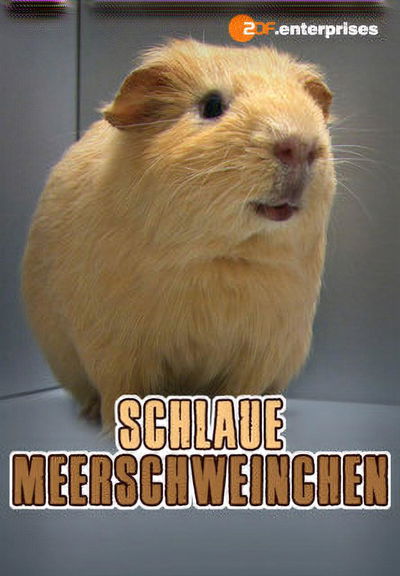 Schlaue Meerschweinchen