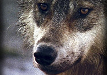 Beste Korte Films 2007 op Netflix (april 2026)