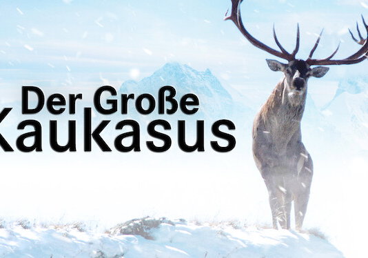 Beste Korte Films 2008 op Netflix (augustus 2026)