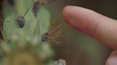 The Sense of Feeling