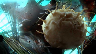 Our Secret Universe: The Hidden Life of the Cell