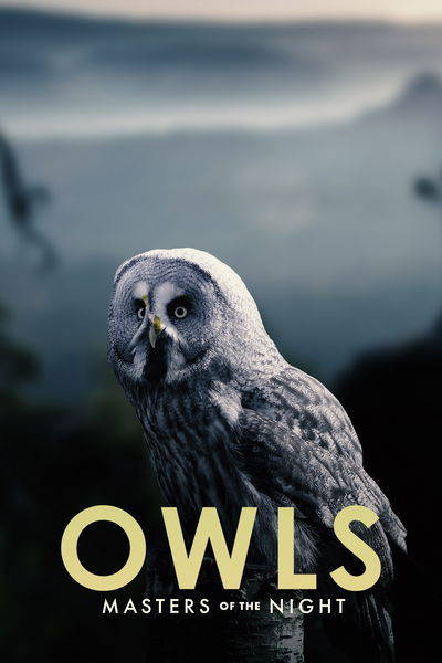 Owls: Masters of the Night