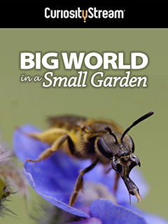 Big World in a Small Garden (2016)