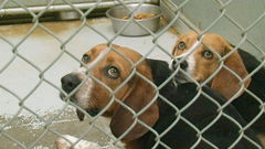 One Nation Under Dog (2012)