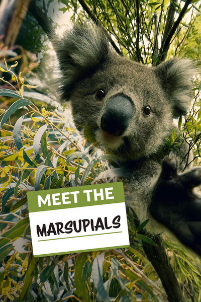 Meet The Marsupials