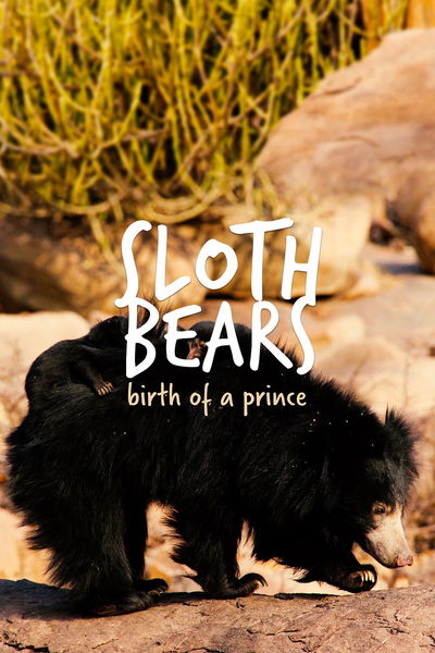 Sloth Bears: Birth Of A Prince