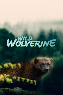 Wild Wolverine (2020)