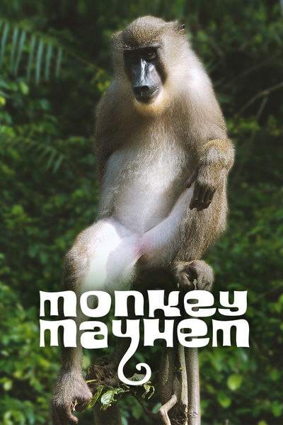 Monkey Mayhem