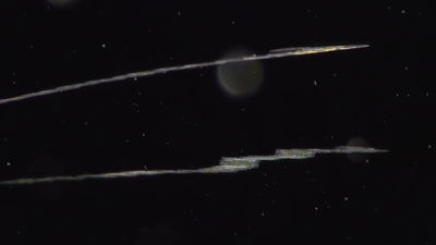 Planktonium