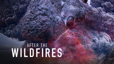 After the Wildfires